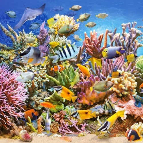 Underwater Life, Castorland puzzle 4000 pc