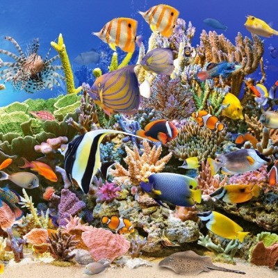 Underwater Life, Castorland puzzle 4000 pc