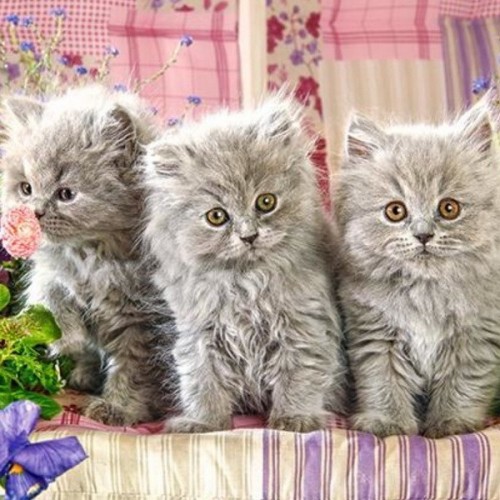 Három szürke cica, 300 darabos Castorland puzzle